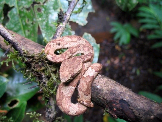 Trimeresurus malabaricus.bmp [434 Kb]